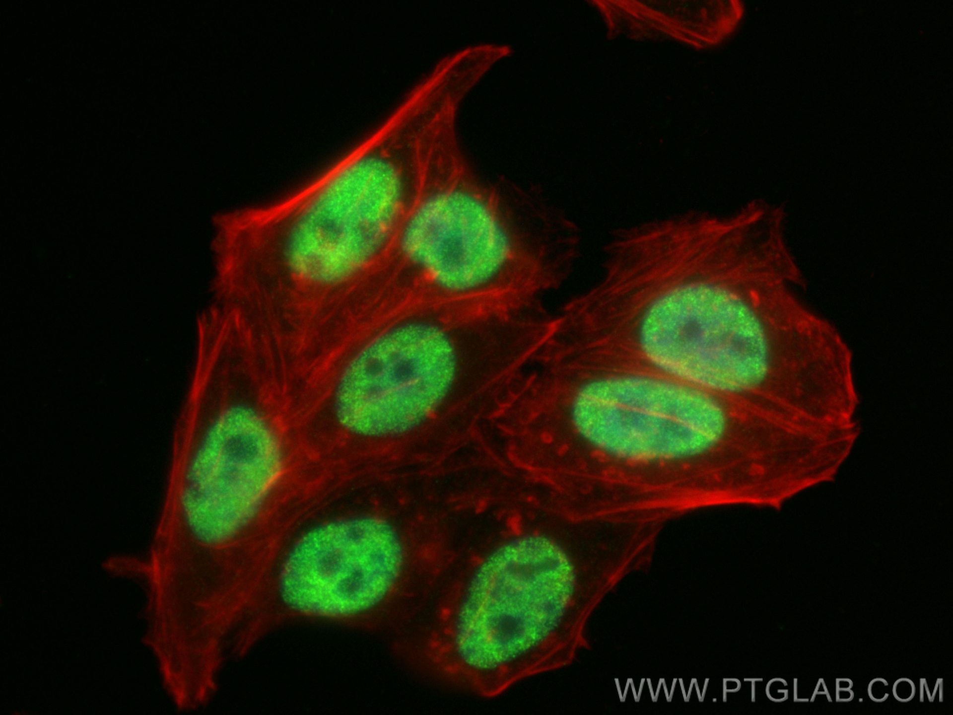 Immunofluorescence (IF) / fluorescent staining of HepG2 cells using PSPC1 Recombinant antibody (84657-5-RR)