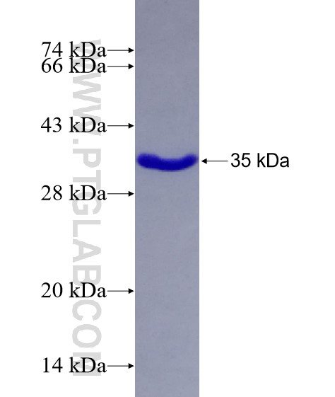 PSRC1 fusion protein Ag26046 SDS-PAGE