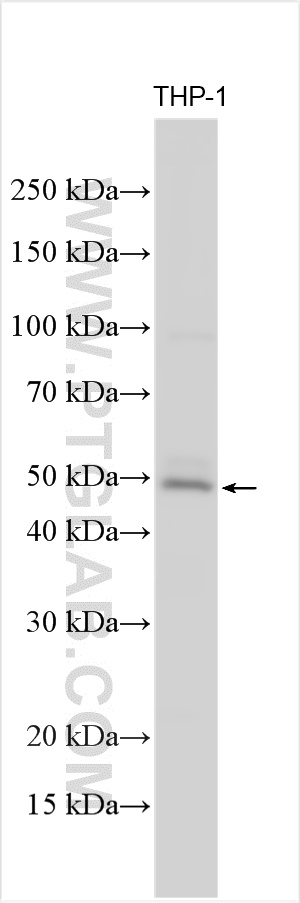 Western Blot (WB) analysis of various lysates using PSTPIP1 Polyclonal antibody (11951-1-AP)