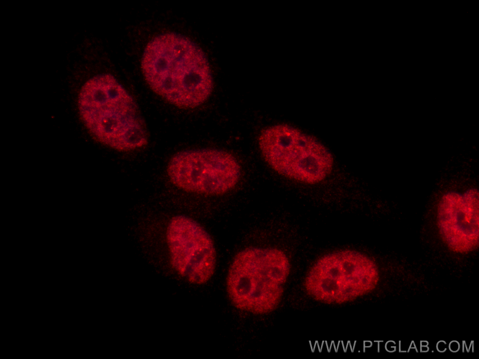 Immunofluorescence (IF) / fluorescent staining of HepG2 cells using CoraLite®594-conjugated PTBP1 Monoclonal antibody (CL594-67462)