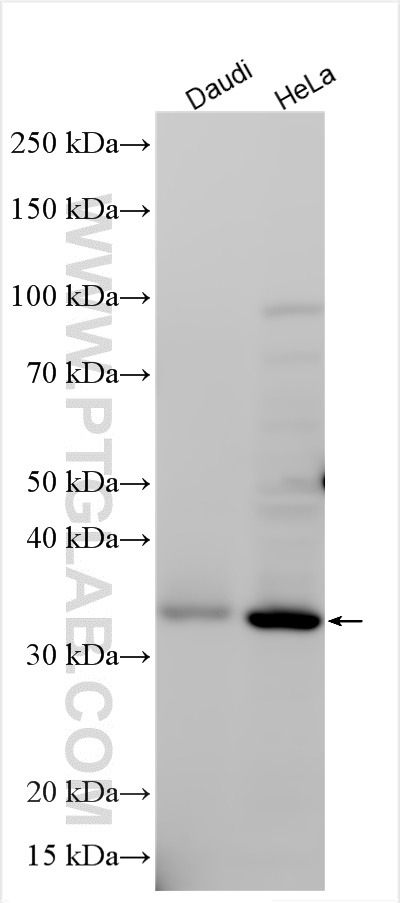 PTCD2