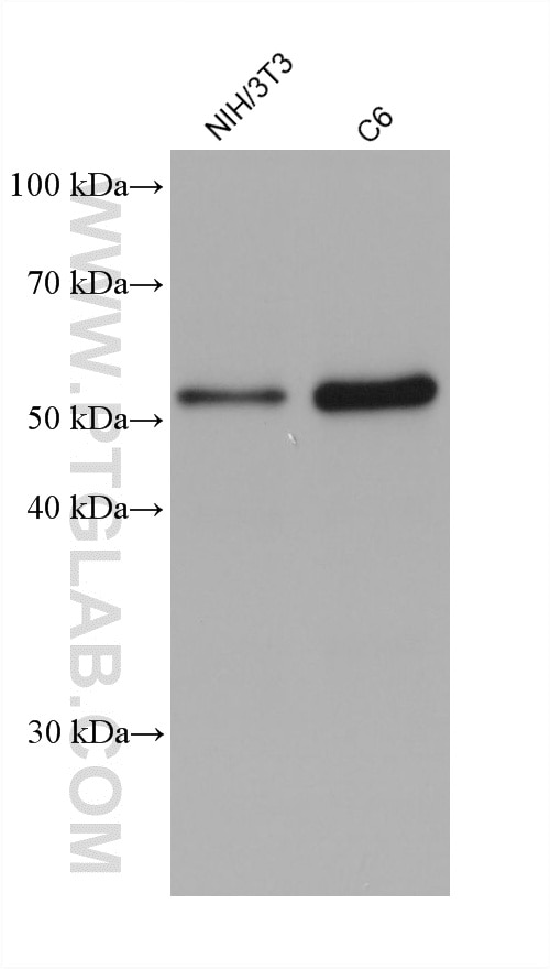Western Blot (WB) analysis of various lysates using PTEN Monoclonal antibody (60300-3-Ig)