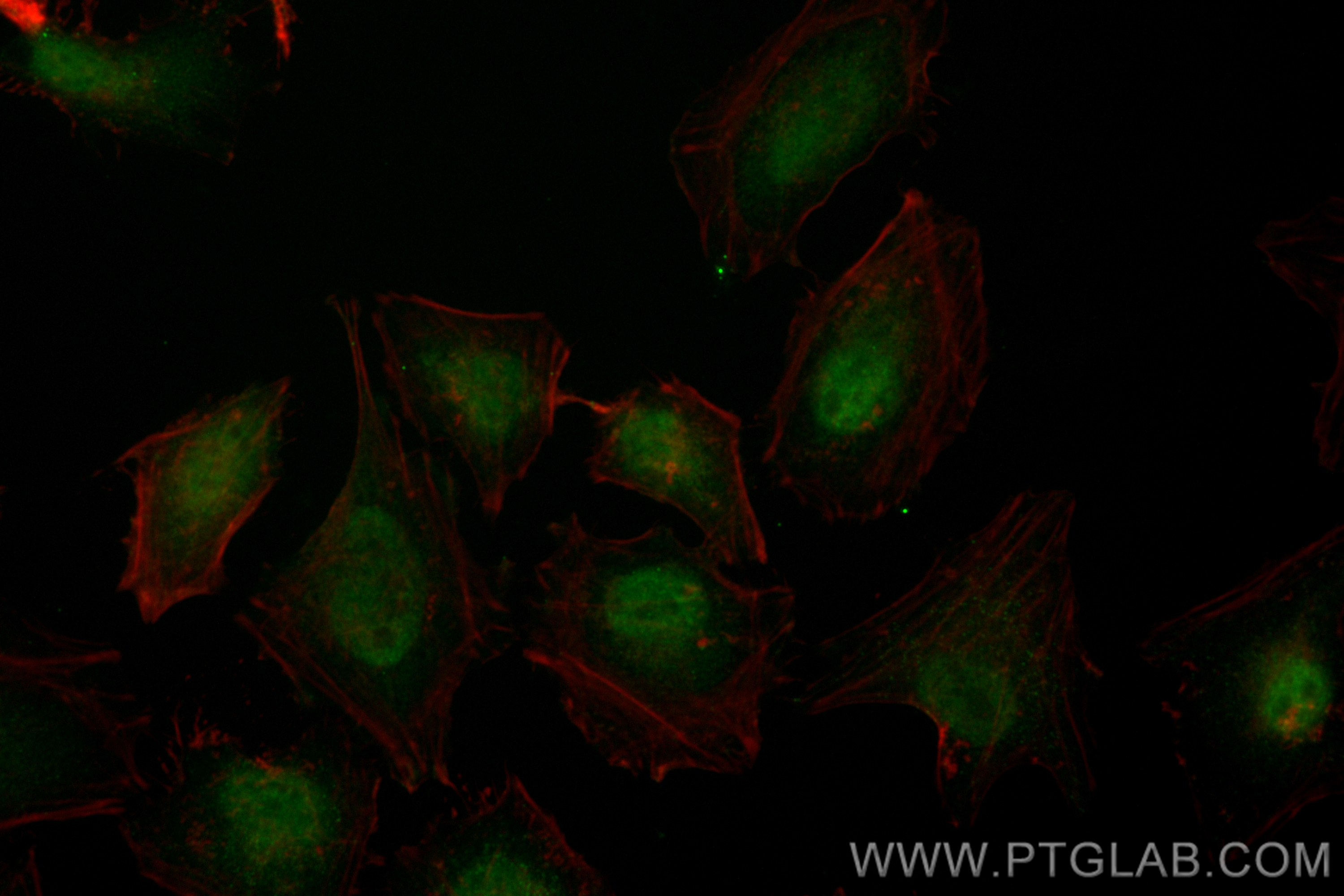 Immunofluorescence (IF) / fluorescent staining of HeLa cells using CoraLite® Plus 488-conjugated PTEN Recombinant ant (CL488-80718-7)