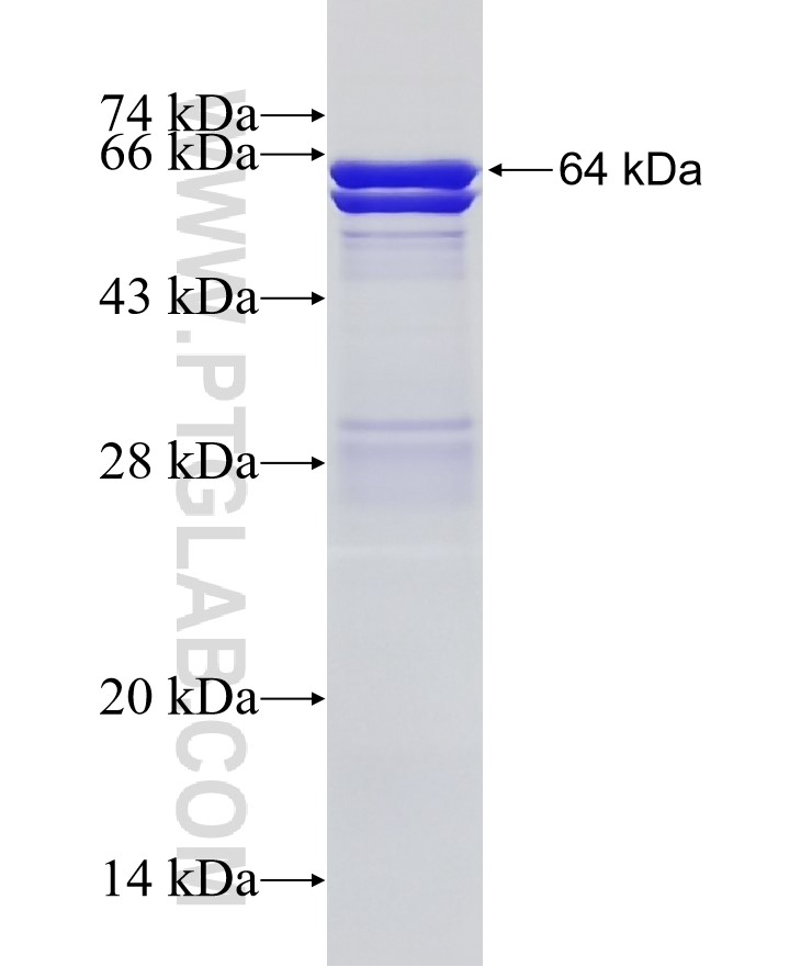 PTER fusion protein Ag1675 SDS-PAGE