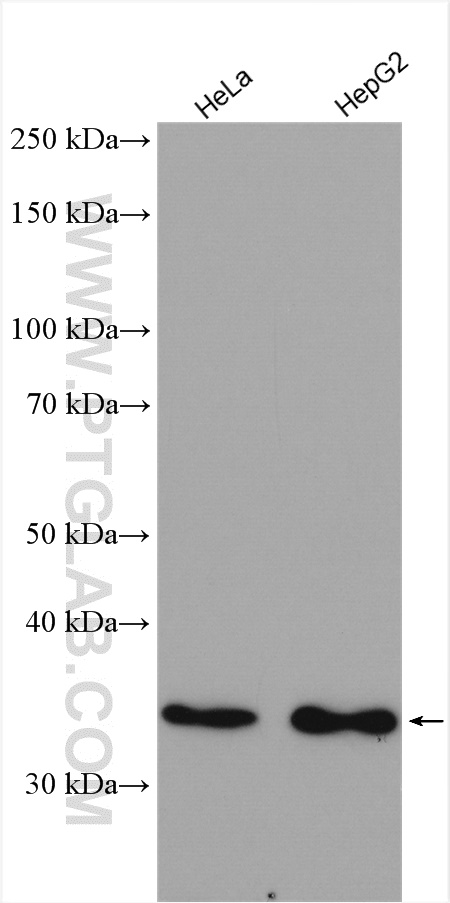 Western Blot (WB) analysis of various lysates using PTGR1 Polyclonal antibody (13374-1-AP)