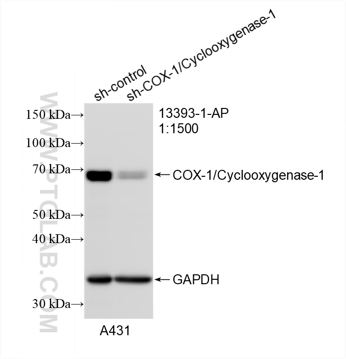 Western Blot (WB) analysis of A431 cells using COX-1/Cyclooxygenase-1 Polyclonal antibody (13393-1-AP)