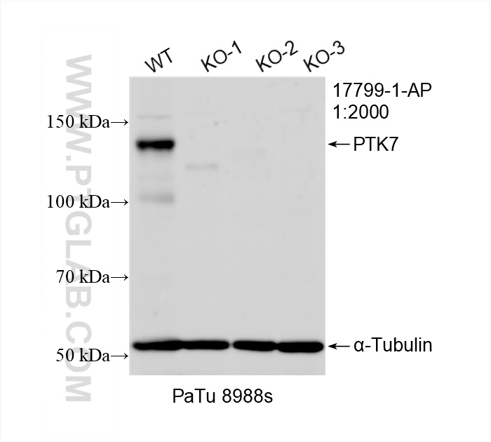 Western Blot (WB) analysis of PaTu 8988s cells using PTK7 Polyclonal antibody (17799-1-AP)