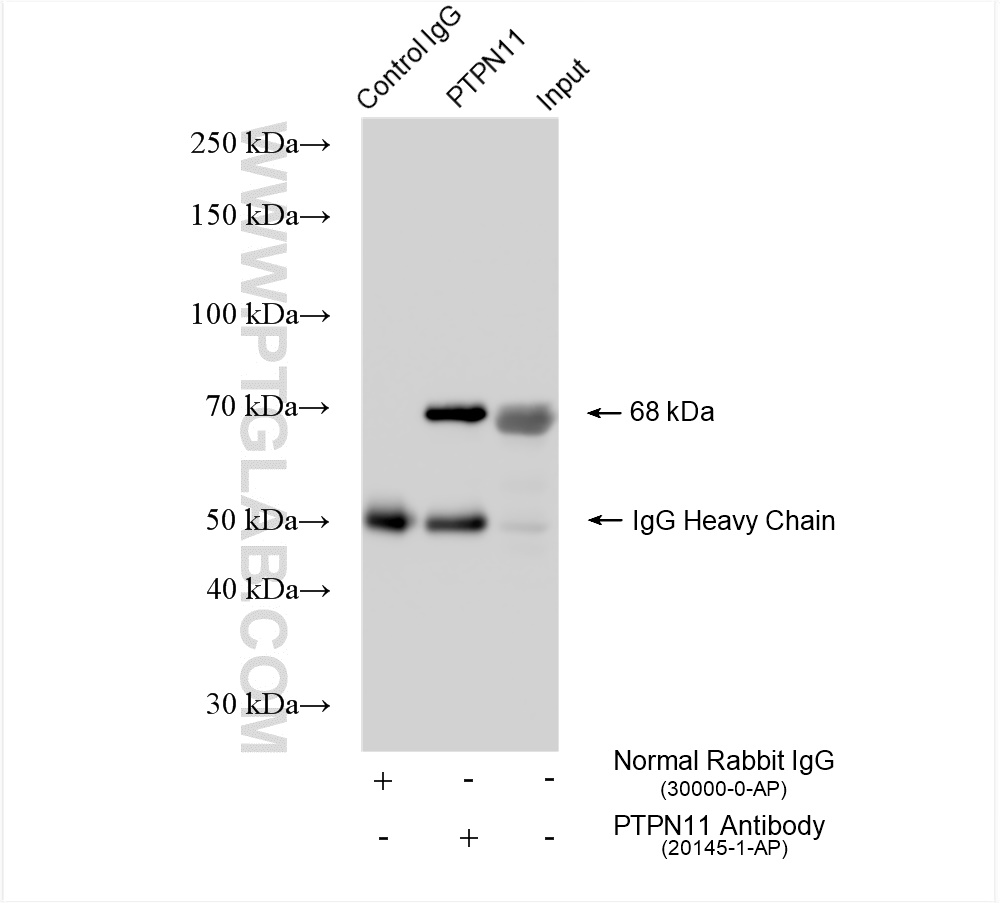 Immunoprecipitation (IP) experiment of HEK-293 cells using PTPN11/SHP2 Polyclonal antibody (20145-1-AP)