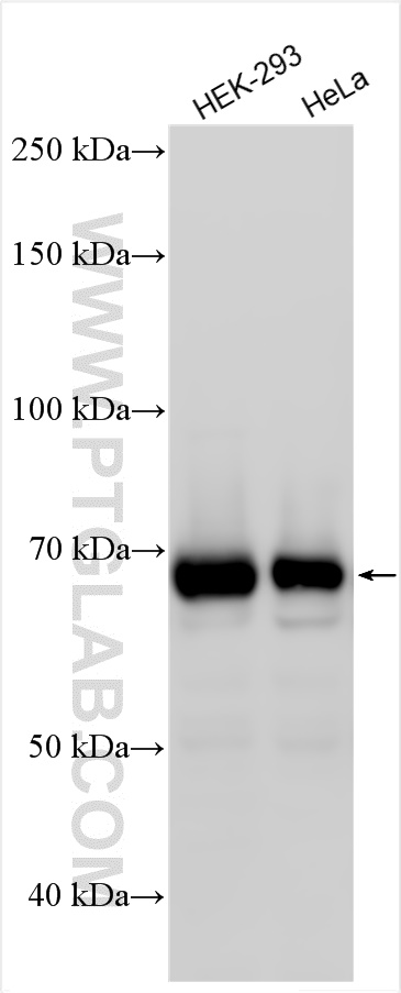 Western Blot (WB) analysis of various lysates using PTPN11/SHP2 Polyclonal antibody (20145-1-AP)