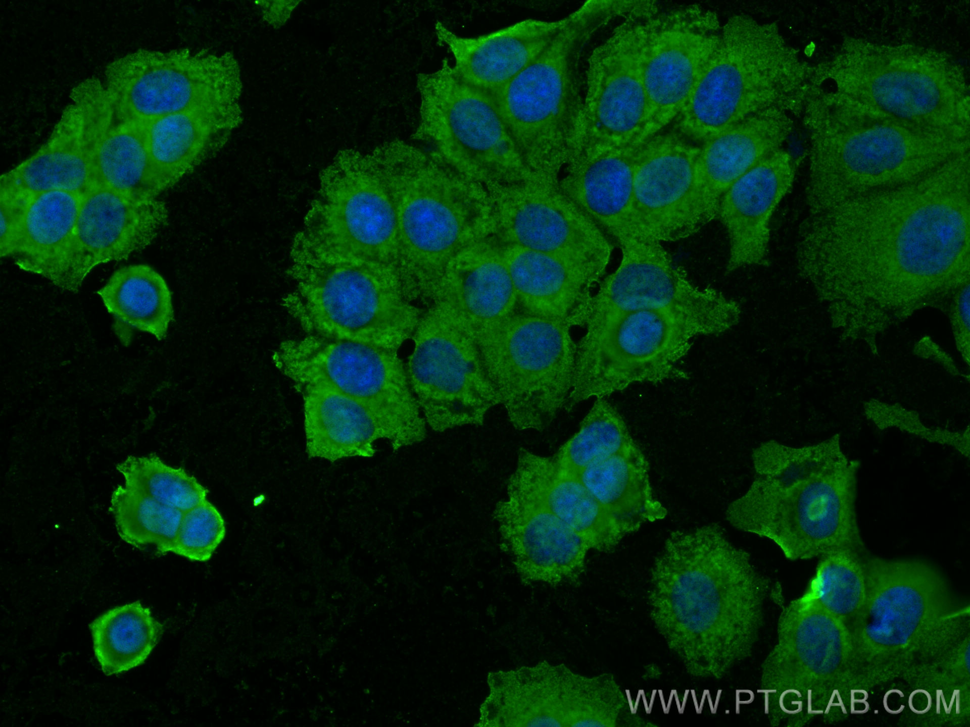 Immunofluorescence (IF) / fluorescent staining of MCF-7 cells using SHP2 Monoclonal antibody (66795-1-Ig)