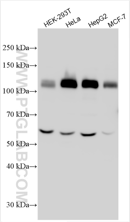 Western Blot (WB) analysis of various lysates using PTPN12 Polyclonal antibody (31215-1-AP)