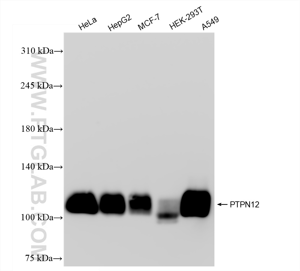 Western Blot (WB) analysis of various lysates using PTPN12 Recombinant antibody (83851-6-RR)