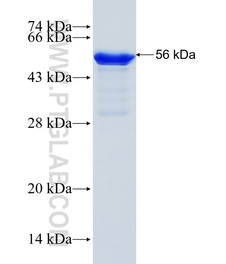 PTPN12 fusion protein Ag35382 SDS-PAGE