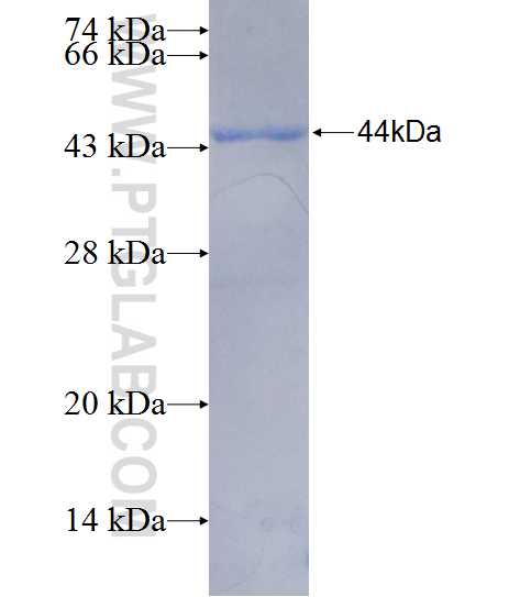 PTPN13 fusion protein Ag26236 SDS-PAGE