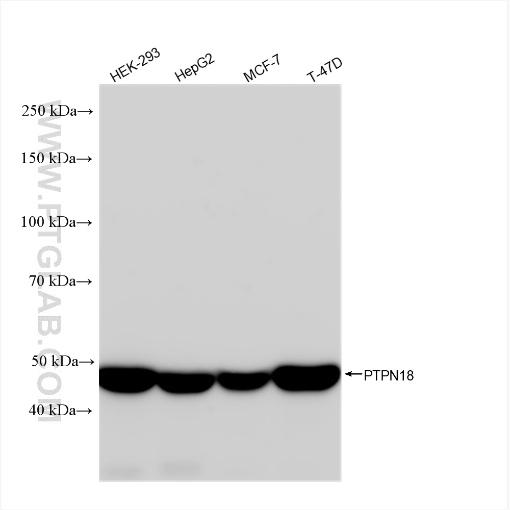 Western Blot (WB) analysis of various lysates using PTPN18 Recombinant antibody (83024-1-RR)