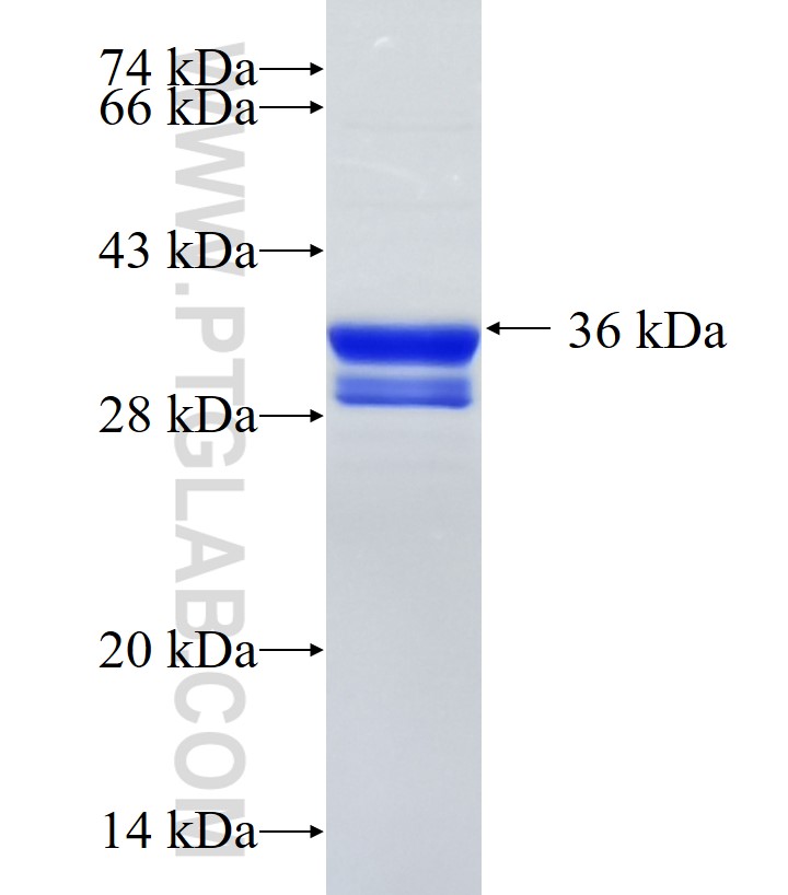 PTPN18 fusion protein Ag34048 SDS-PAGE