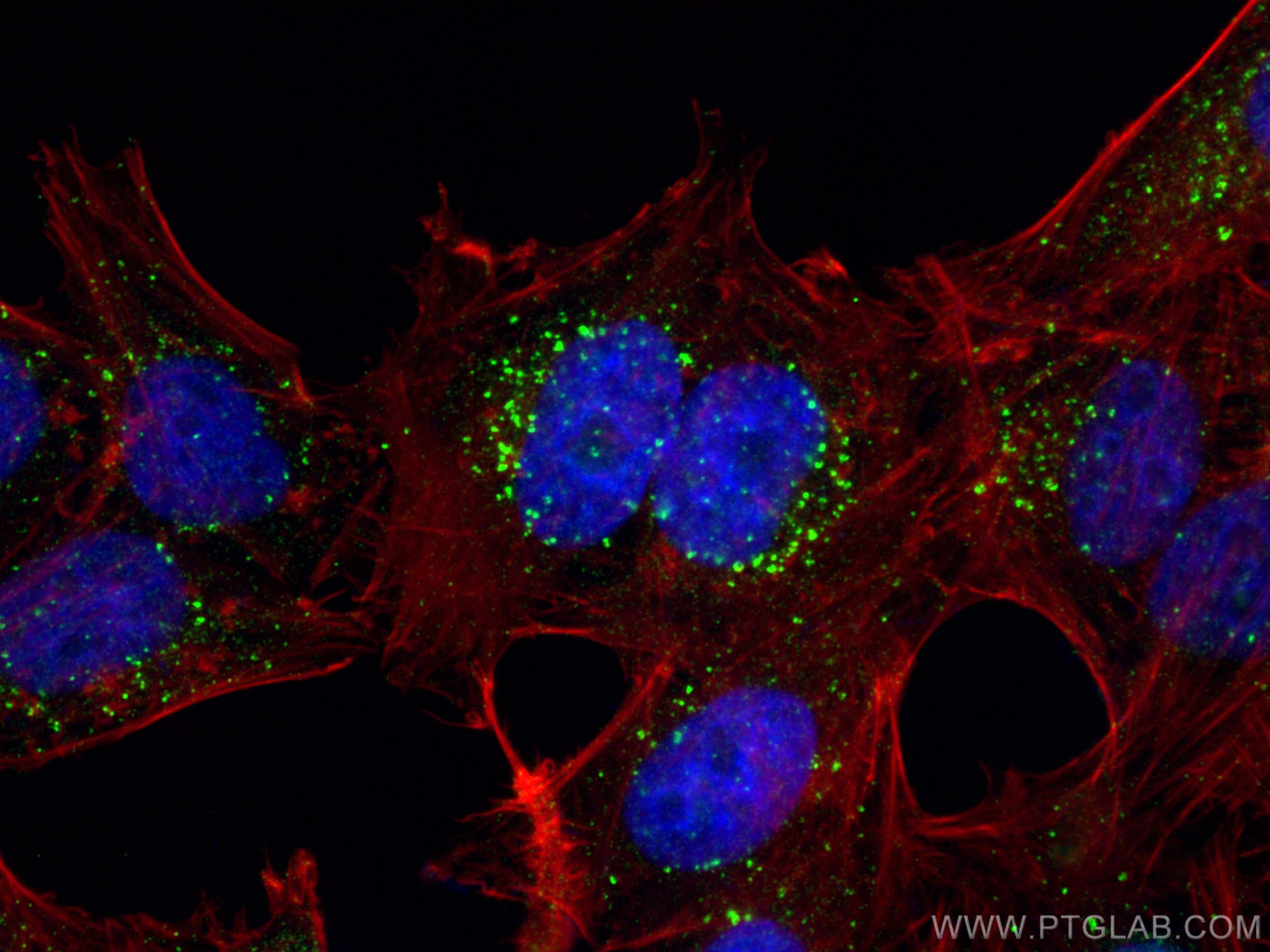 Immunofluorescence (IF) / fluorescent staining of HepG2 cells using PTPN23 Polyclonal antibody (10472-1-AP)