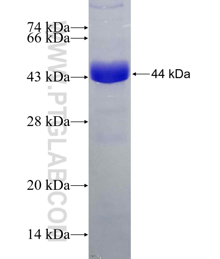 PTPN5 fusion protein Ag30009 SDS-PAGE