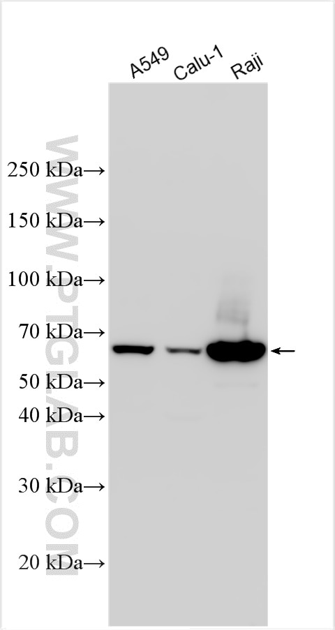 Western Blot (WB) analysis of various lysates using PTPN6/SHP1 Polyclonal antibody (24546-1-AP)