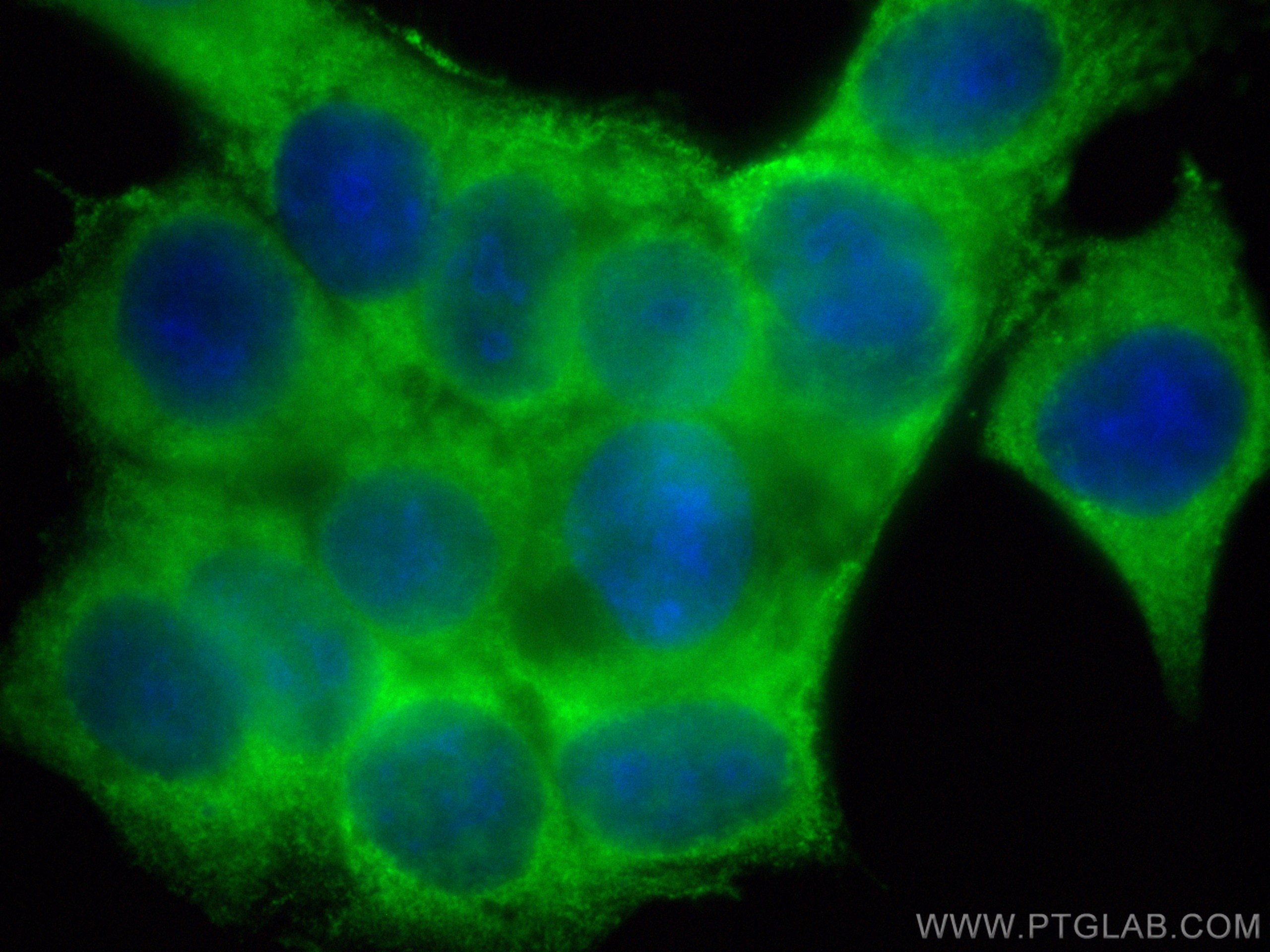 Immunofluorescence (IF) / fluorescent staining of MCF-7 cells using CoraLite® Plus 488-conjugated PTPN6 Polyclonal ant (CL488-24546)