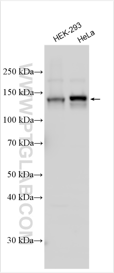 Western Blot (WB) analysis of various lysates using PTPRS Polyclonal antibody (29415-1-AP)