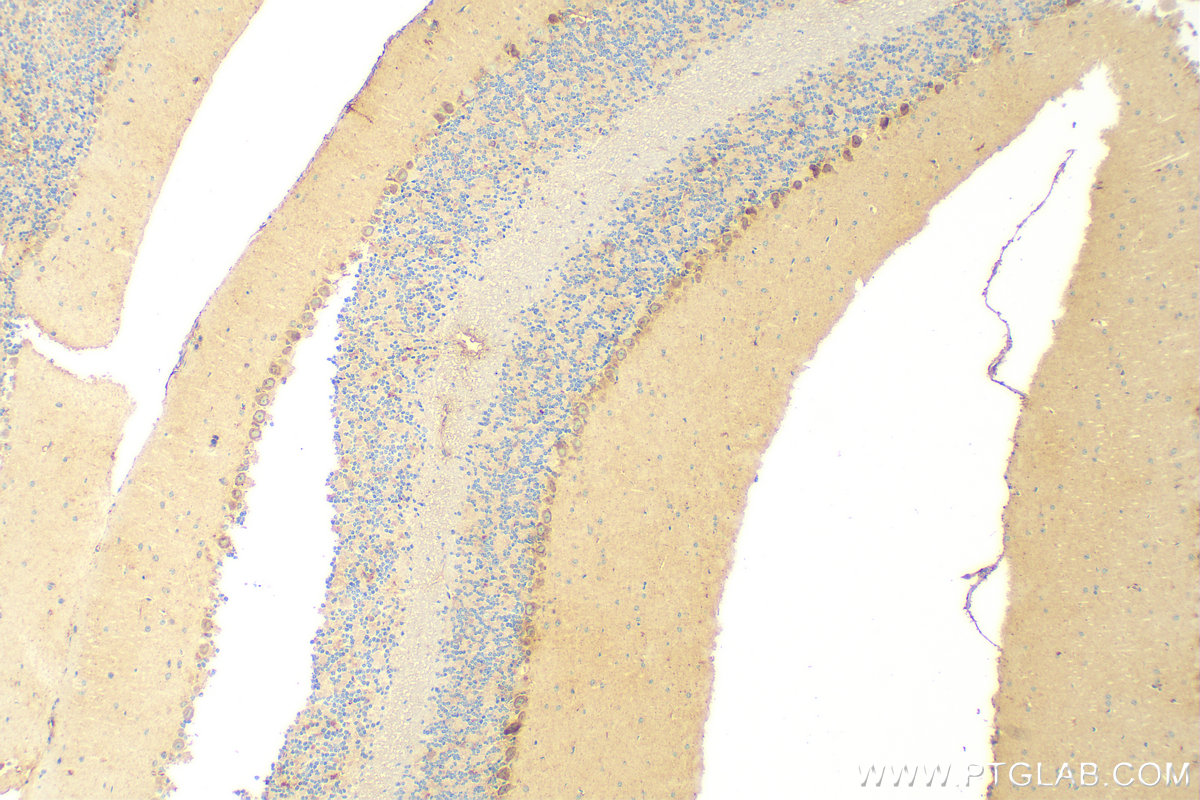 Immunohistochemistry (IHC) staining of mouse cerebellum tissue using PTPRS Polyclonal antibody (31720-1-AP)