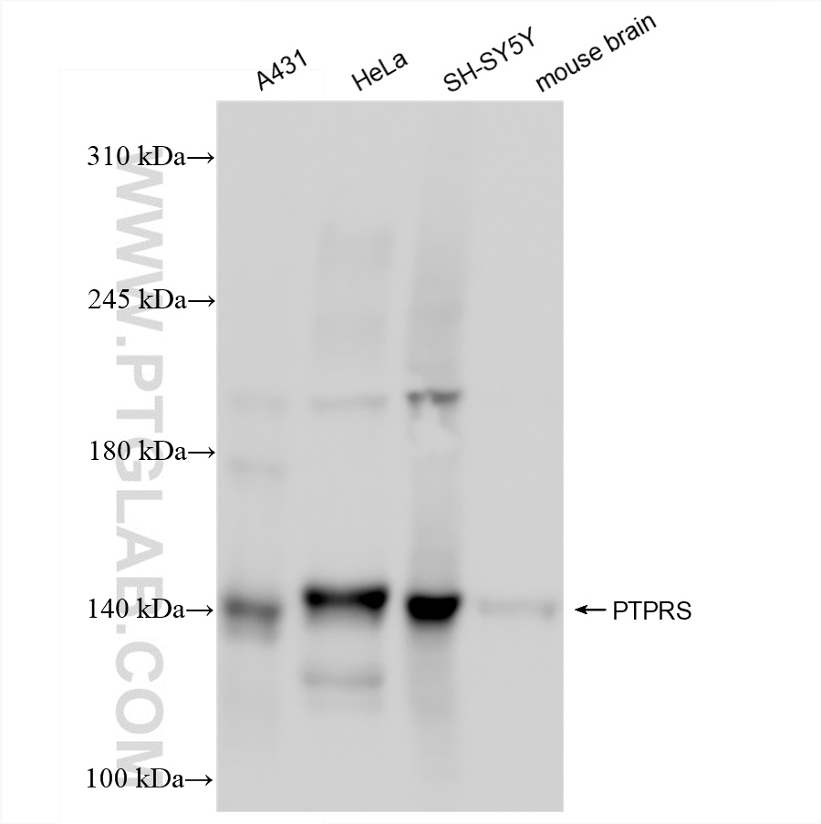 Western Blot (WB) analysis of various lysates using PTPRS Polyclonal antibody (31720-1-AP)