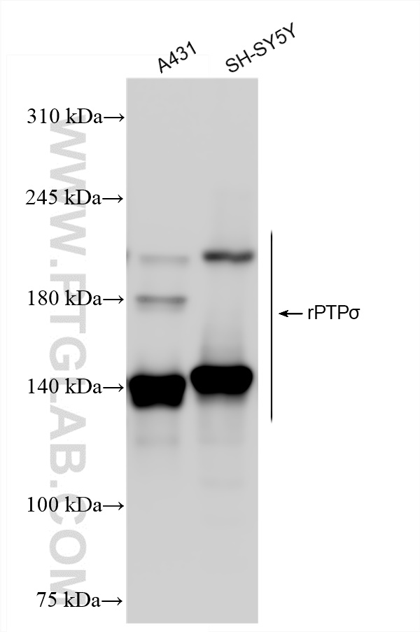 Western Blot (WB) analysis of various lysates using PTPRS Recombinant antibody (83833-5-RR)