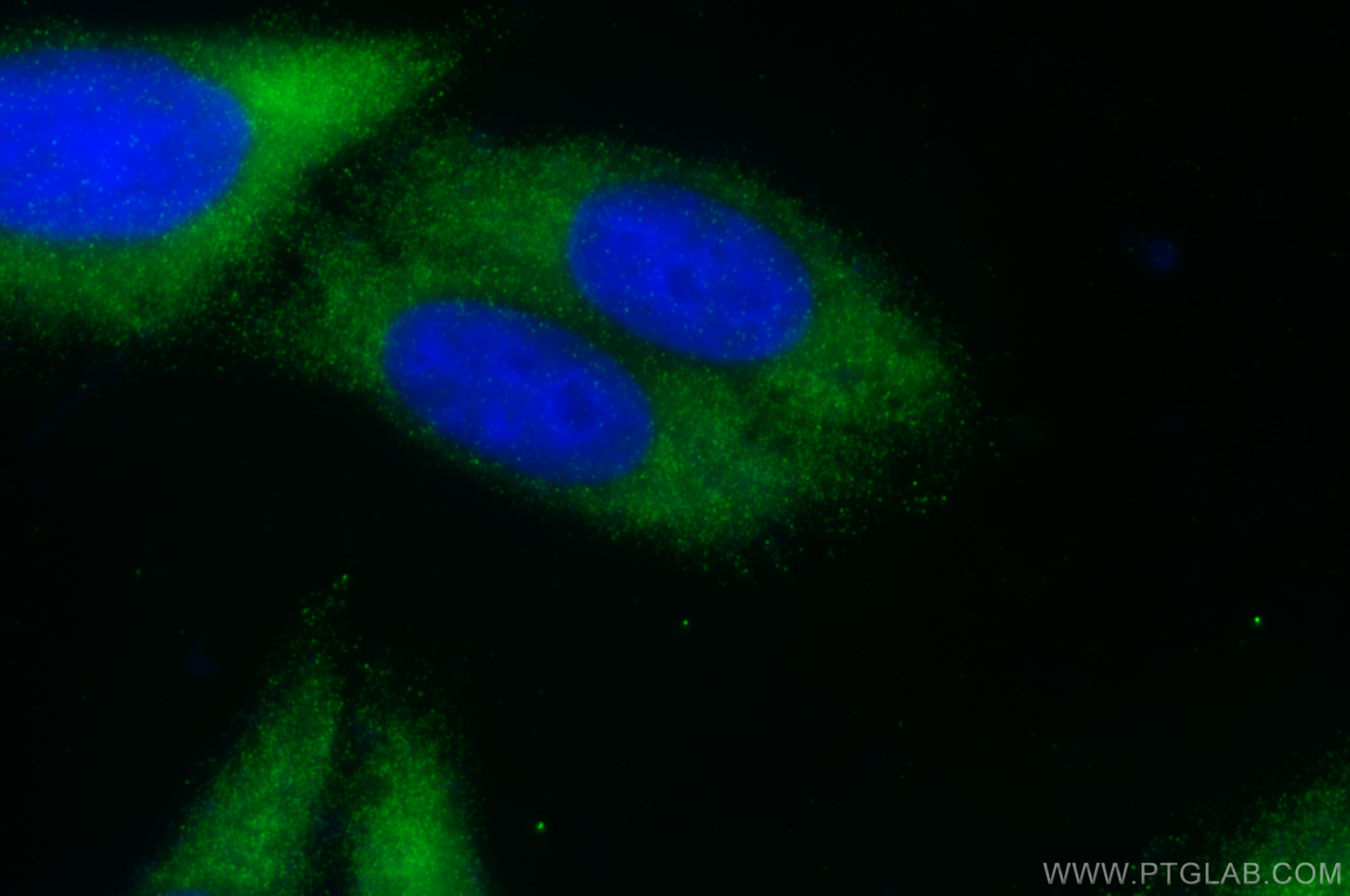 Immunofluorescence (IF) / fluorescent staining of HepG2 cells using PTRF Recombinant antibody (82697-1-RR)