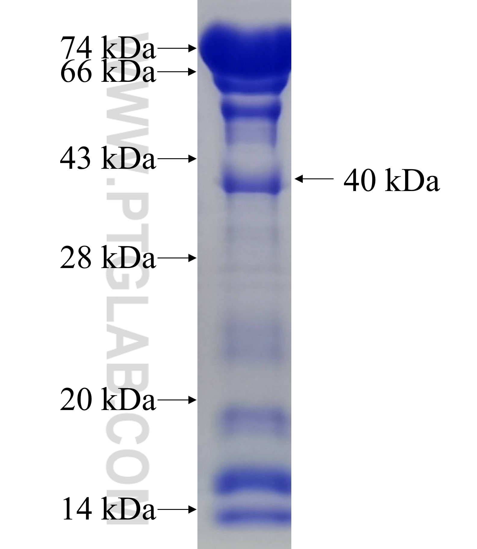 PUF60 fusion protein Ag33930 SDS-PAGE