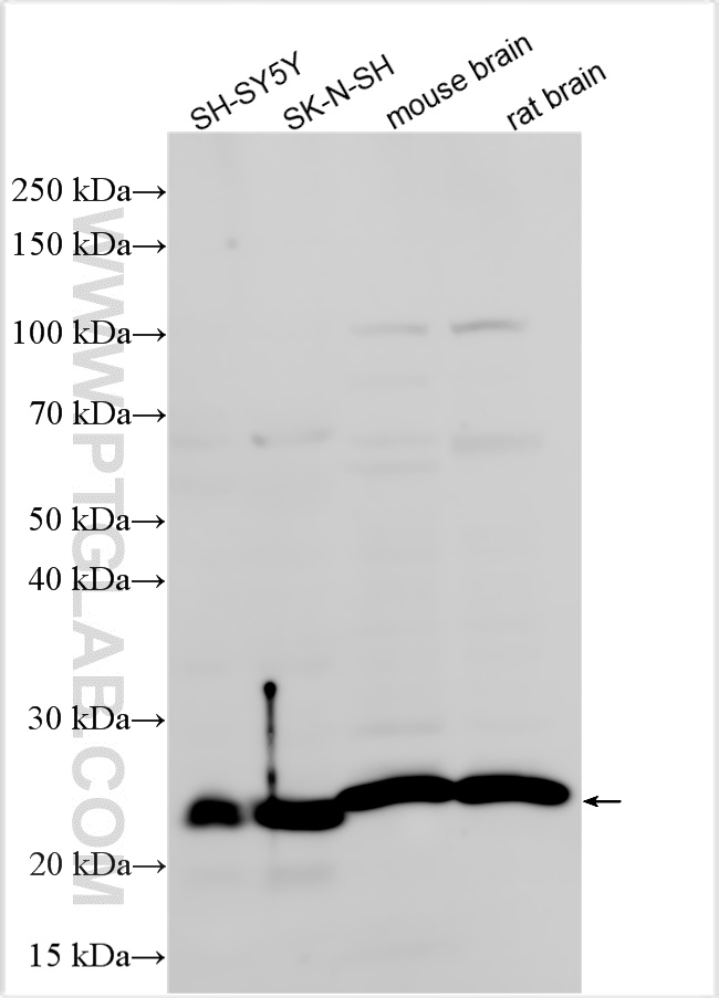 Western Blot (WB) analysis of various lysates using PUMA Polyclonal antibody (55120-1-AP)