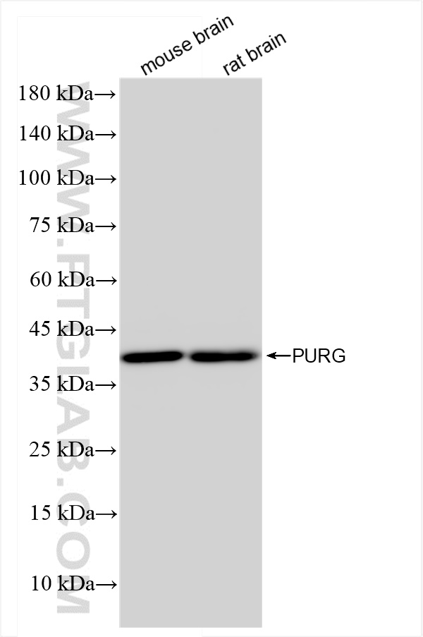 Western Blot (WB) analysis of various lysates using PURG Recombinant antibody (84399-3-RR)