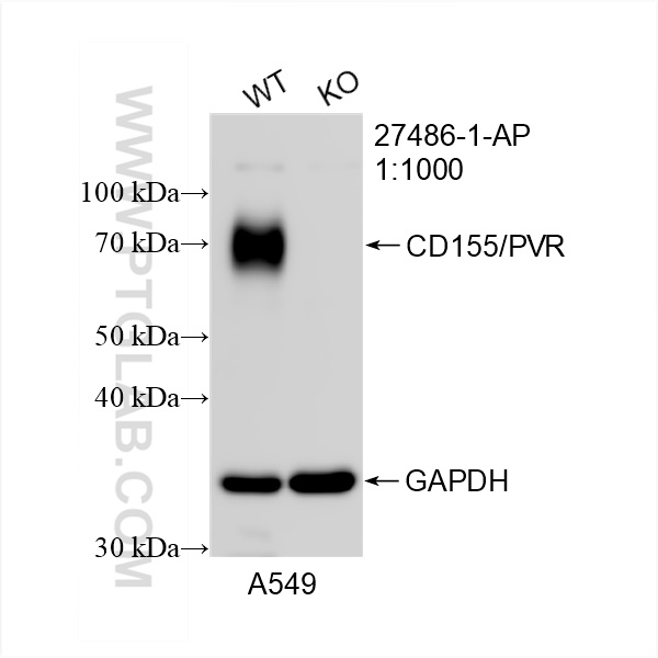 Western Blot (WB) analysis of A549 cells using CD155/PVR Polyclonal antibody (27486-1-AP)