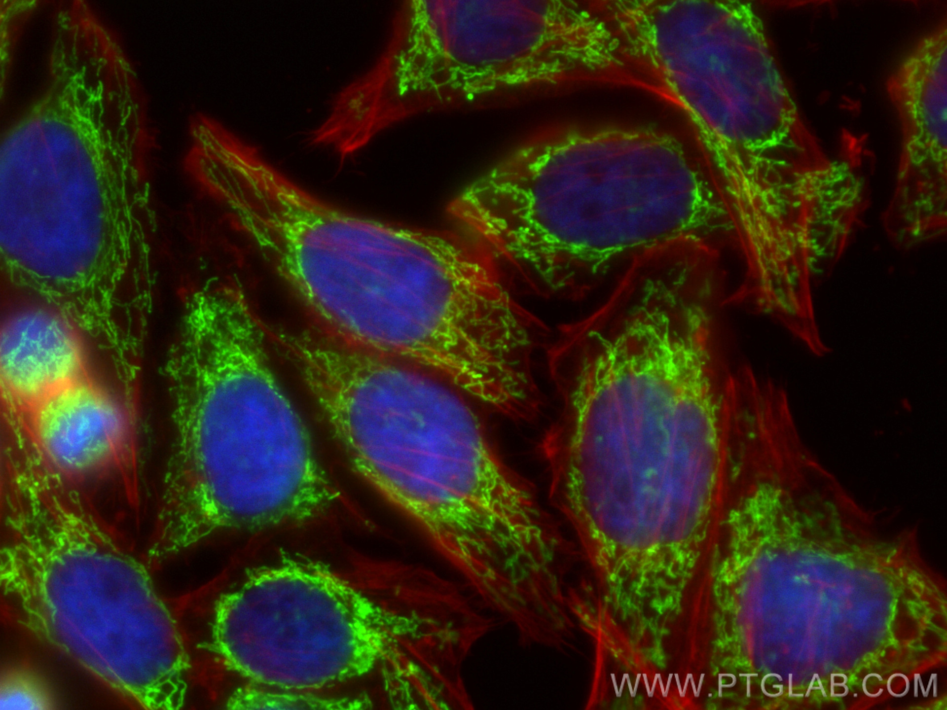 Immunofluorescence (IF) / fluorescent staining of HepG2 cells using PYCR1 Polyclonal antibody (13108-1-AP)