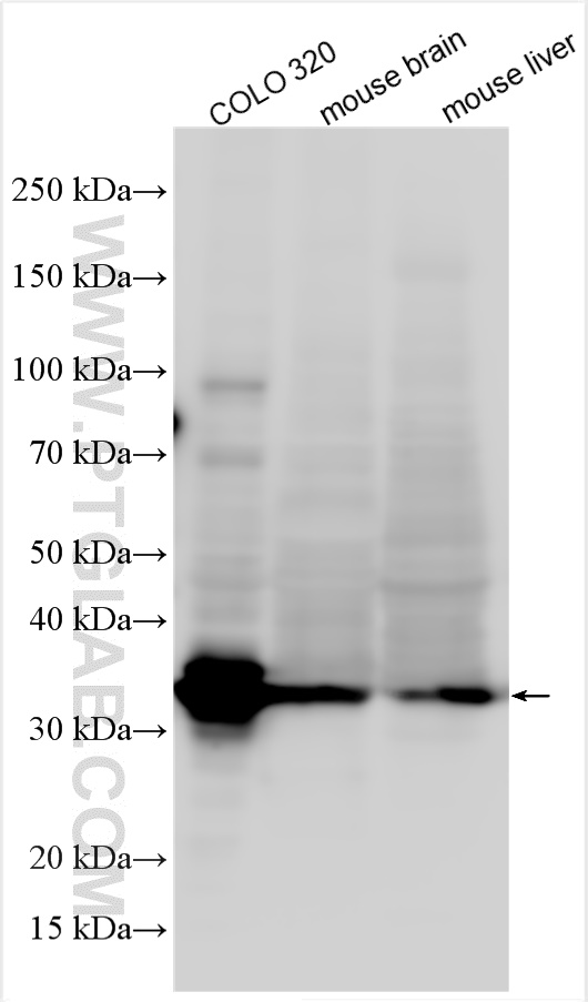 Western Blot (WB) analysis of mouse liver tissue using PYCR1 Polyclonal antibody (13108-1-AP)