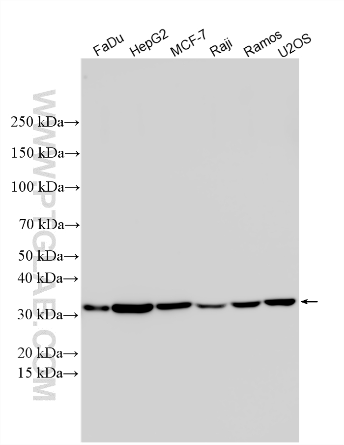 Western Blot (WB) analysis of various lysates using PYCR1-specific Polyclonal antibody (20962-1-AP)