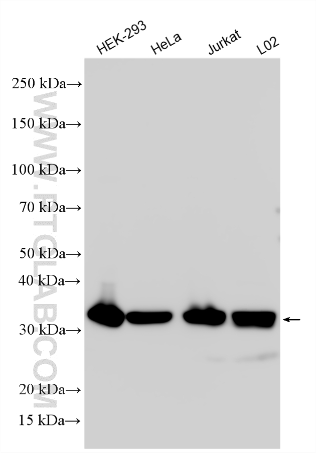Western Blot (WB) analysis of various lysates using PYCR2 Polyclonal antibody (17146-1-AP)