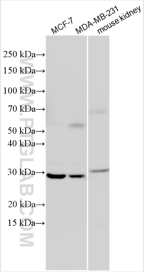 Western Blot (WB) analysis of various lysates using PYCRL Polyclonal antibody (16008-1-AP)