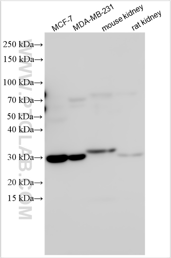 Western Blot (WB) analysis of various lysates using PYCRL Polyclonal antibody (16008-1-AP)