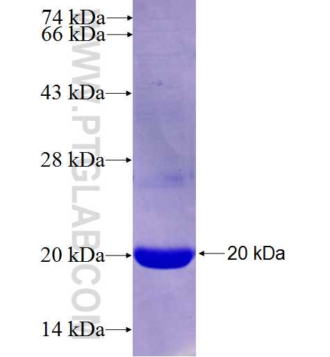 PYCRL fusion protein Ag26979 SDS-PAGE