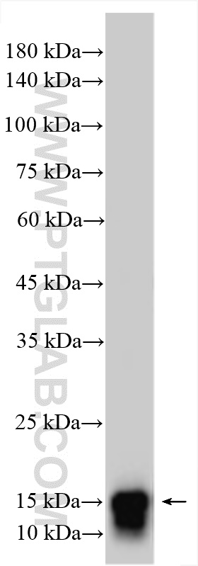 Western Blot (WB) analysis of various lysates using Parvalbumin Polyclonal antibody (29312-1-AP)