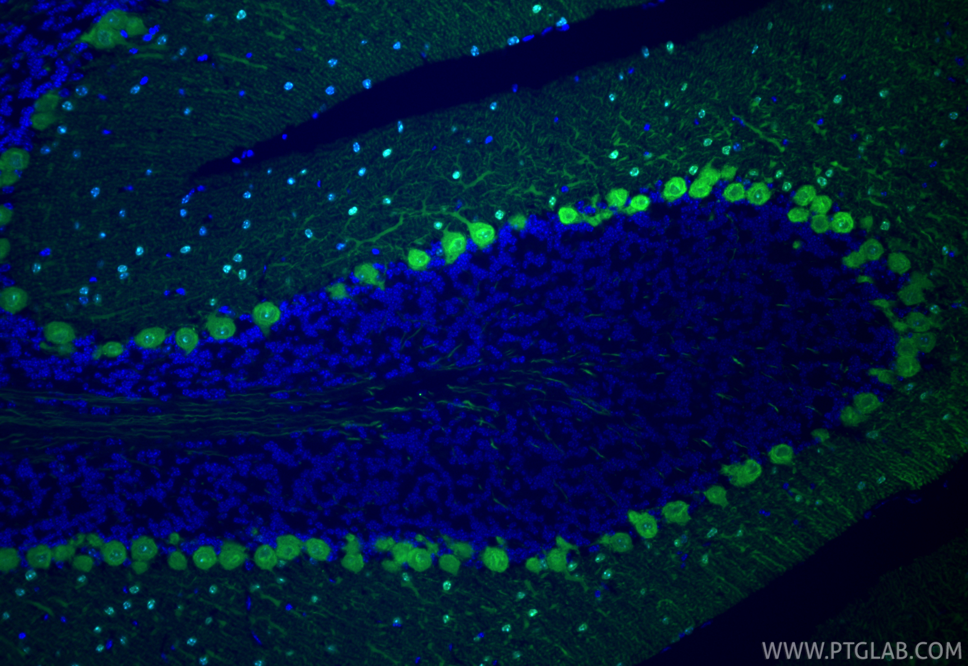 Immunofluorescence (IF) / fluorescent staining of mouse cerebellum tissue using CoraLite® Plus 488-conjugated Parvalbumin Recombin (CL488-85819-4)