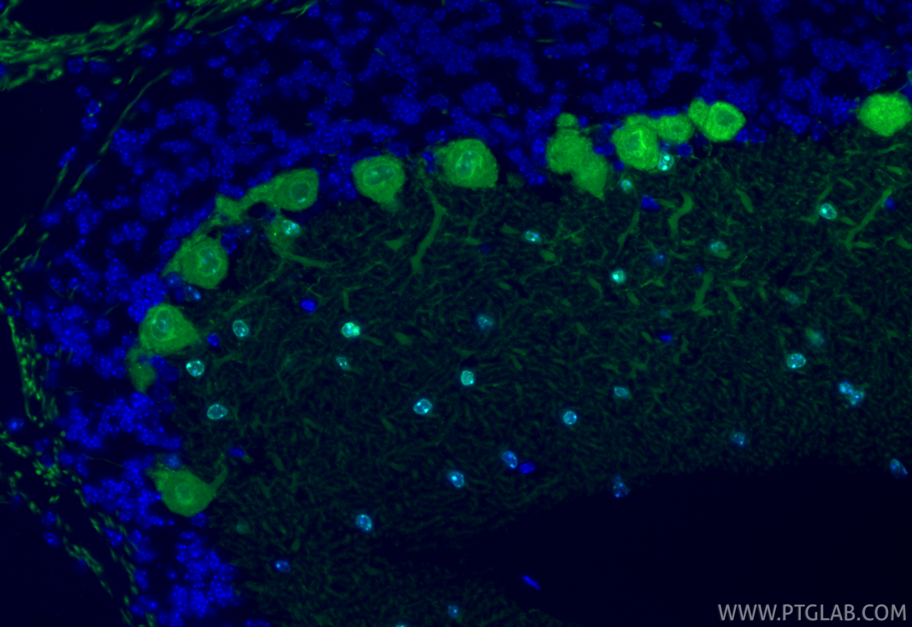 Immunofluorescence (IF) / fluorescent staining of mouse cerebellum tissue using CoraLite® Plus 488-conjugated Parvalbumin Recombin (CL488-85819-4)