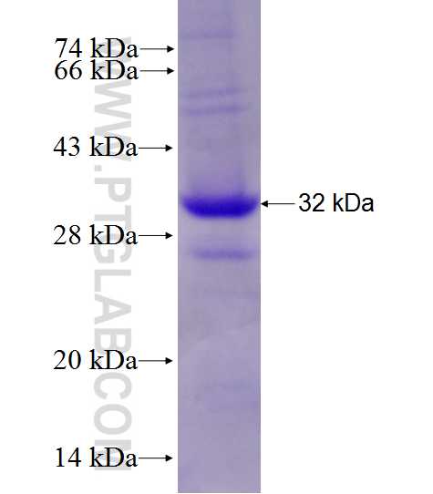 Pecam1 fusion protein Ag27778 SDS-PAGE