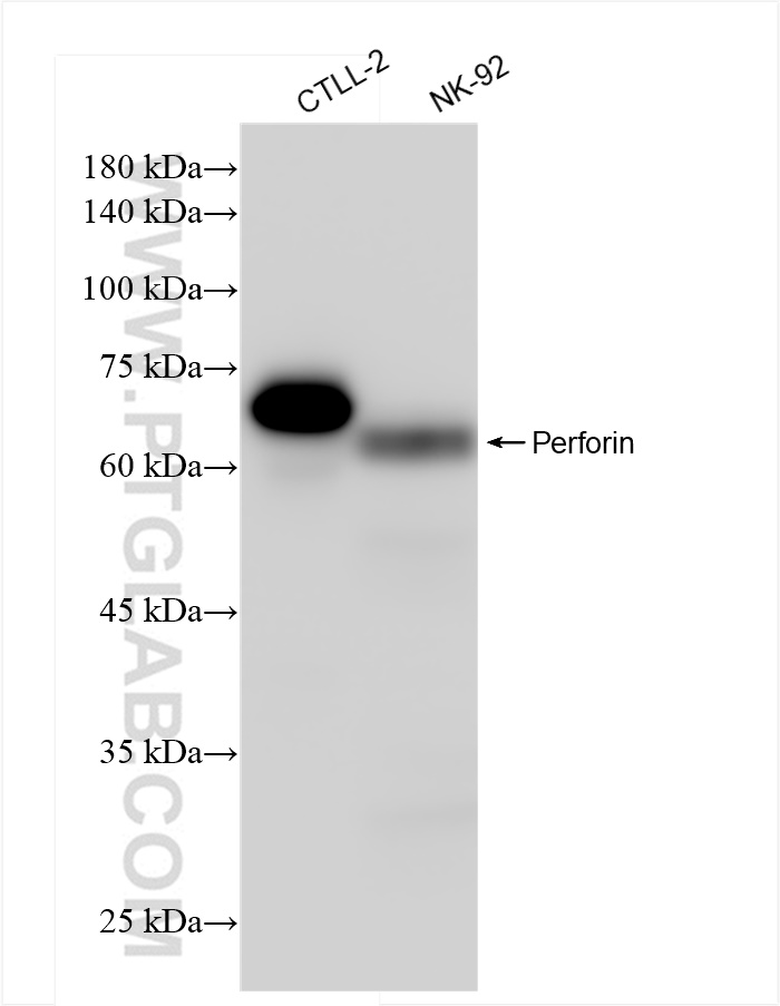 Western Blot (WB) analysis of various lysates using Perforin Recombinant antibody (83977-1-RR)