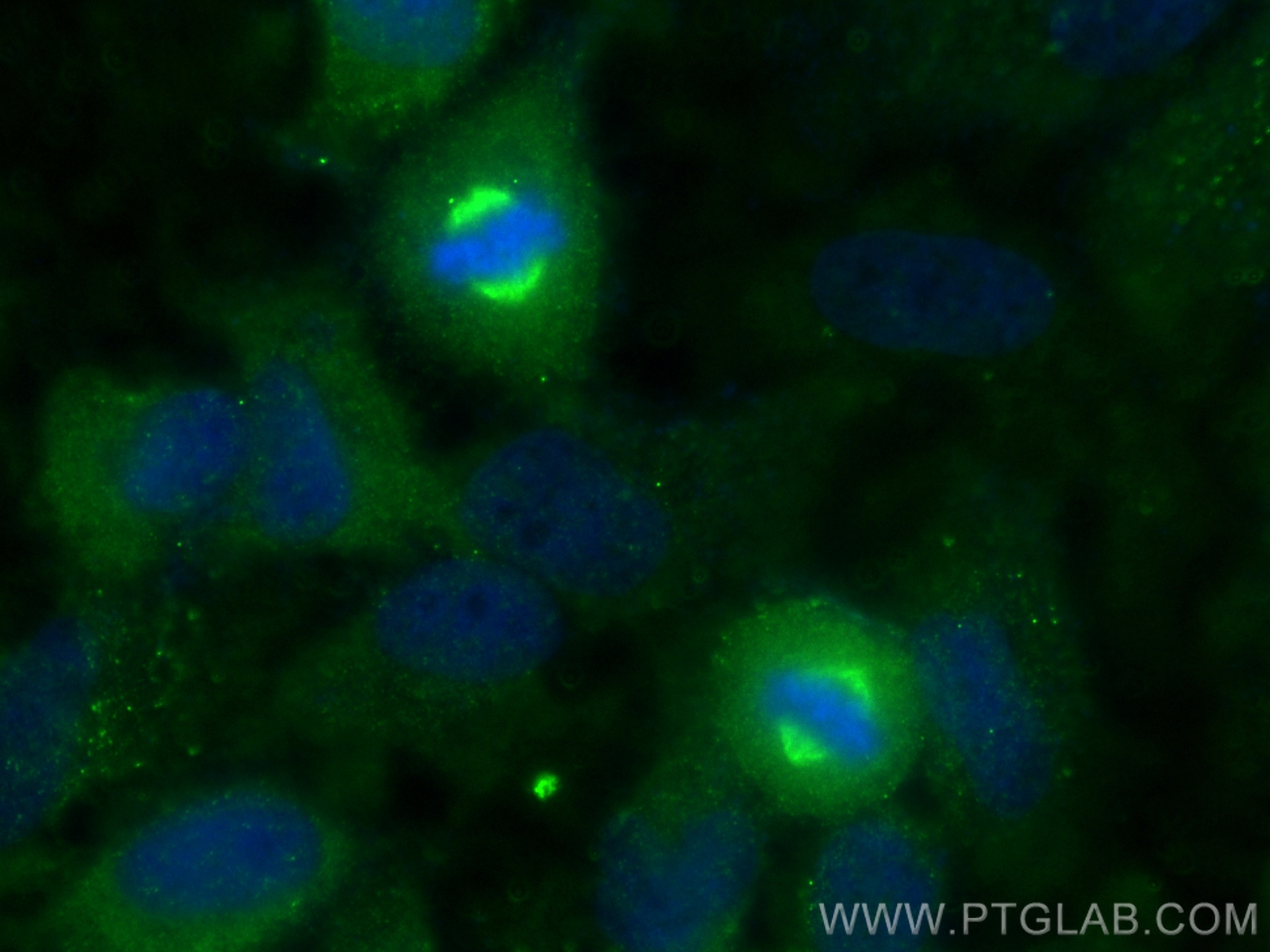 Immunofluorescence (IF) / fluorescent staining of HeLa cells using Pericentrin Polyclonal antibody (22271-1-AP)