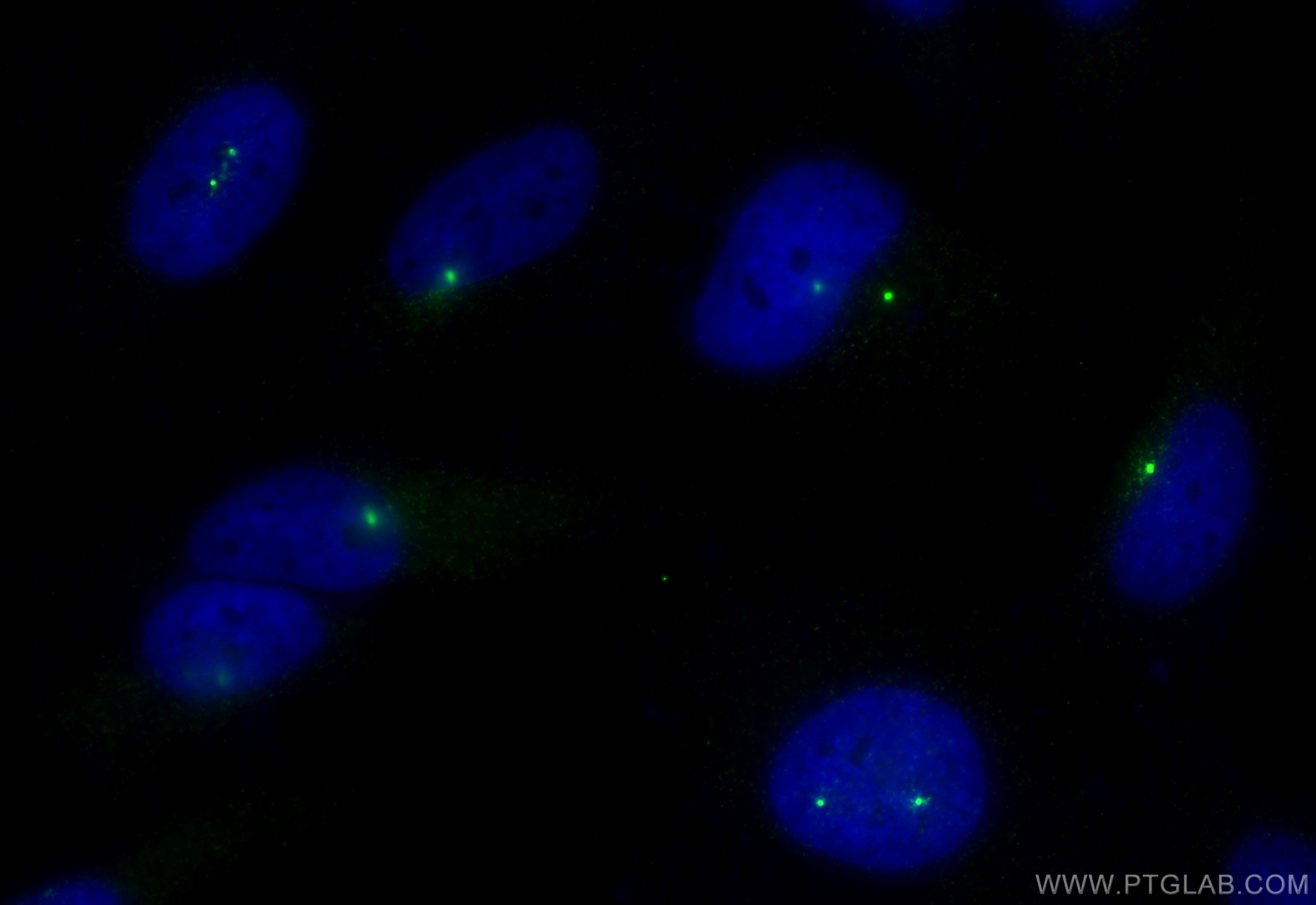 Immunofluorescence (IF) / fluorescent staining of HeLa cells using Pericentrin Polyclonal antibody (27084-1-AP)