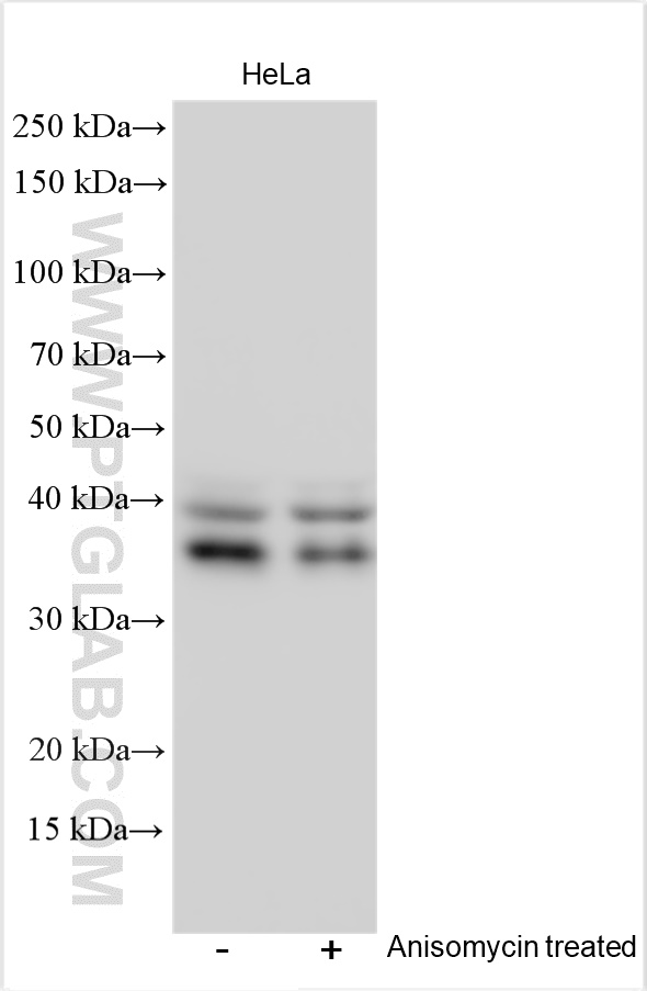 Western Blot (WB) analysis of various lysates using Phospho-CREB1 (Ser133) Polyclonal antibody (28792-1-AP)