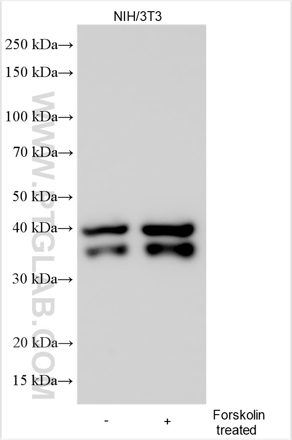 Western Blot (WB) analysis of various lysates using Phospho-CREB1 (Ser133) Polyclonal antibody (28792-1-AP)