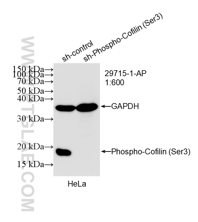 Western Blot (WB) analysis of HeLa cells using Phospho-Cofilin (Ser3) Polyclonal antibody (29715-1-AP)
